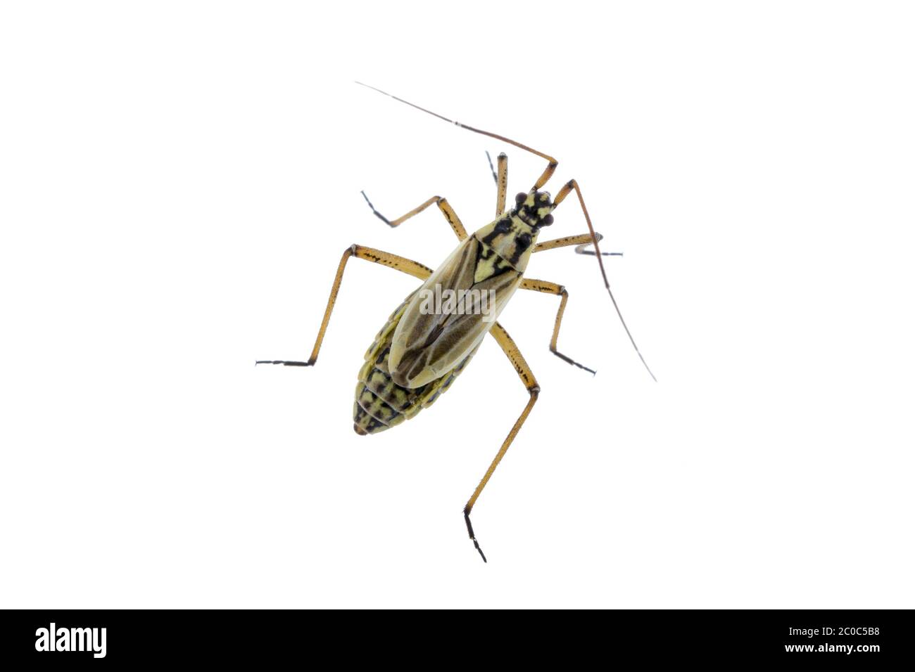 Wiesenpflanze Käfer auf weißem Hintergrund Stockfoto