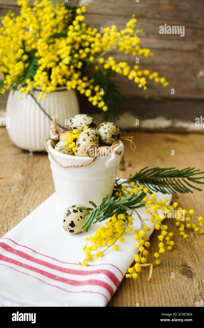 Frühling, gelbe Mimosenblüten Stockfoto