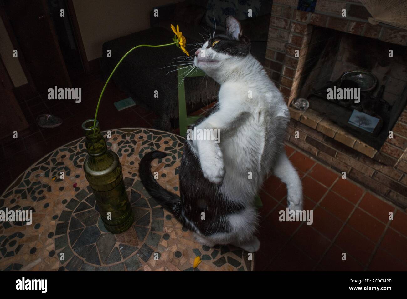 Eine Katze dreht sich um, um eine Blume zu riechen. Stockfoto