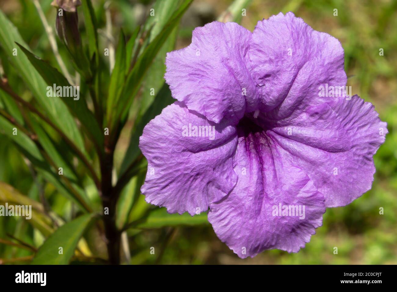 Ziemlich lila mexikanische Petunias. Schöne Zierpflanze für Gärten oder Gärten, kann aber invasiv sein Stockfoto