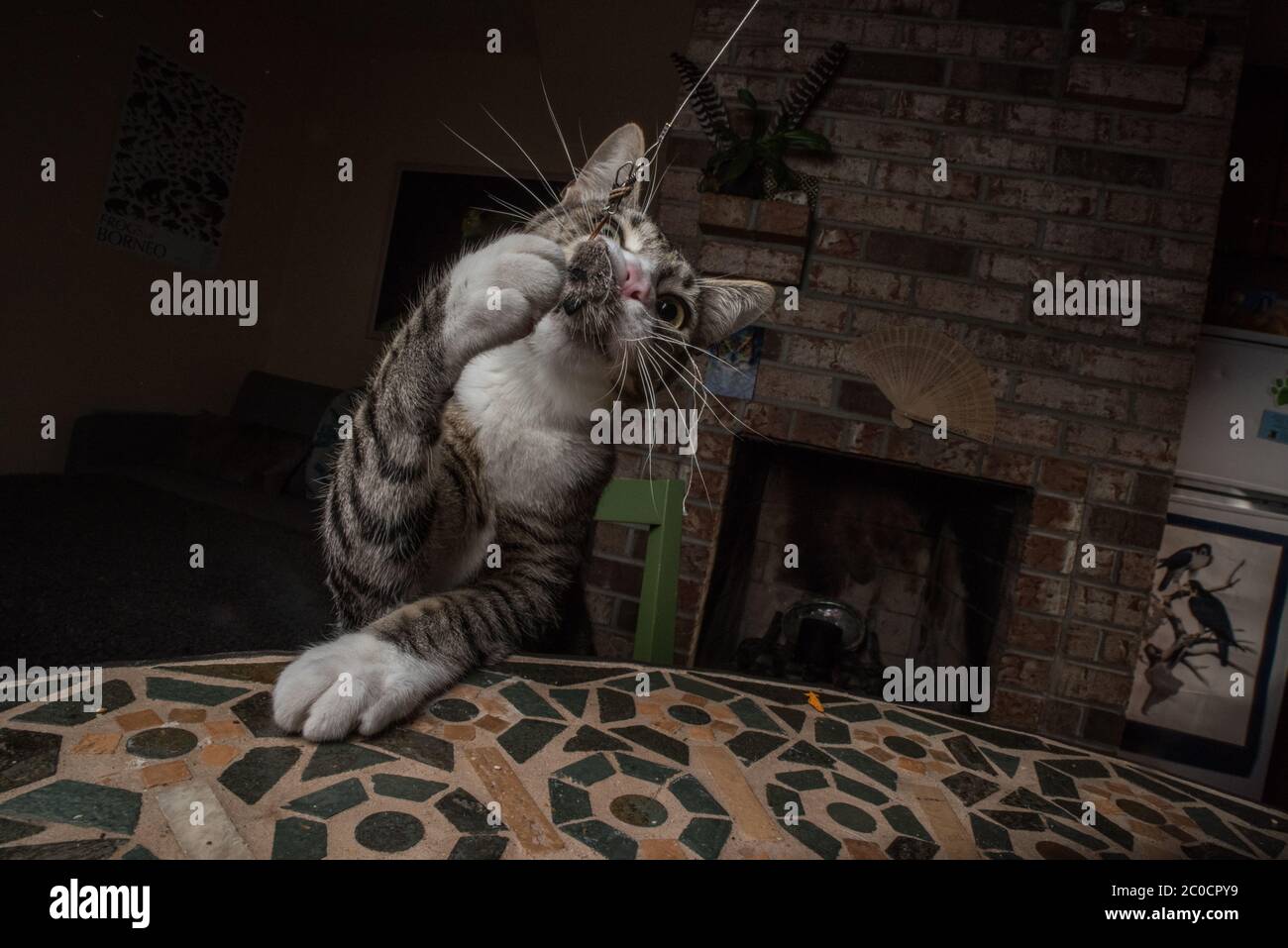 Eine Katze spielt mit einem Maus-Spielzeug auf einer Schnur. Stockfoto