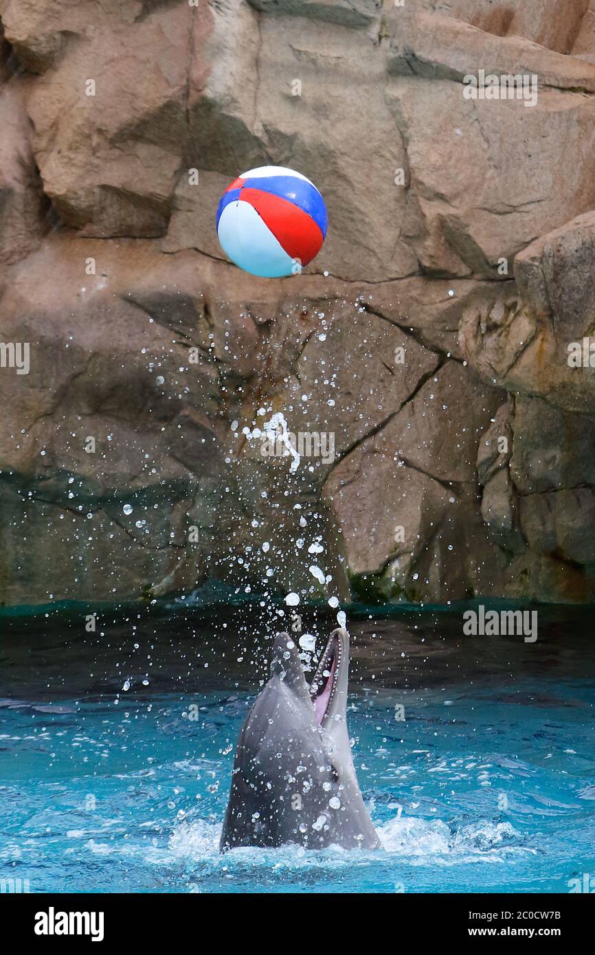 Delphin spielt mit einem Ball, springt in die Luft Stockfoto