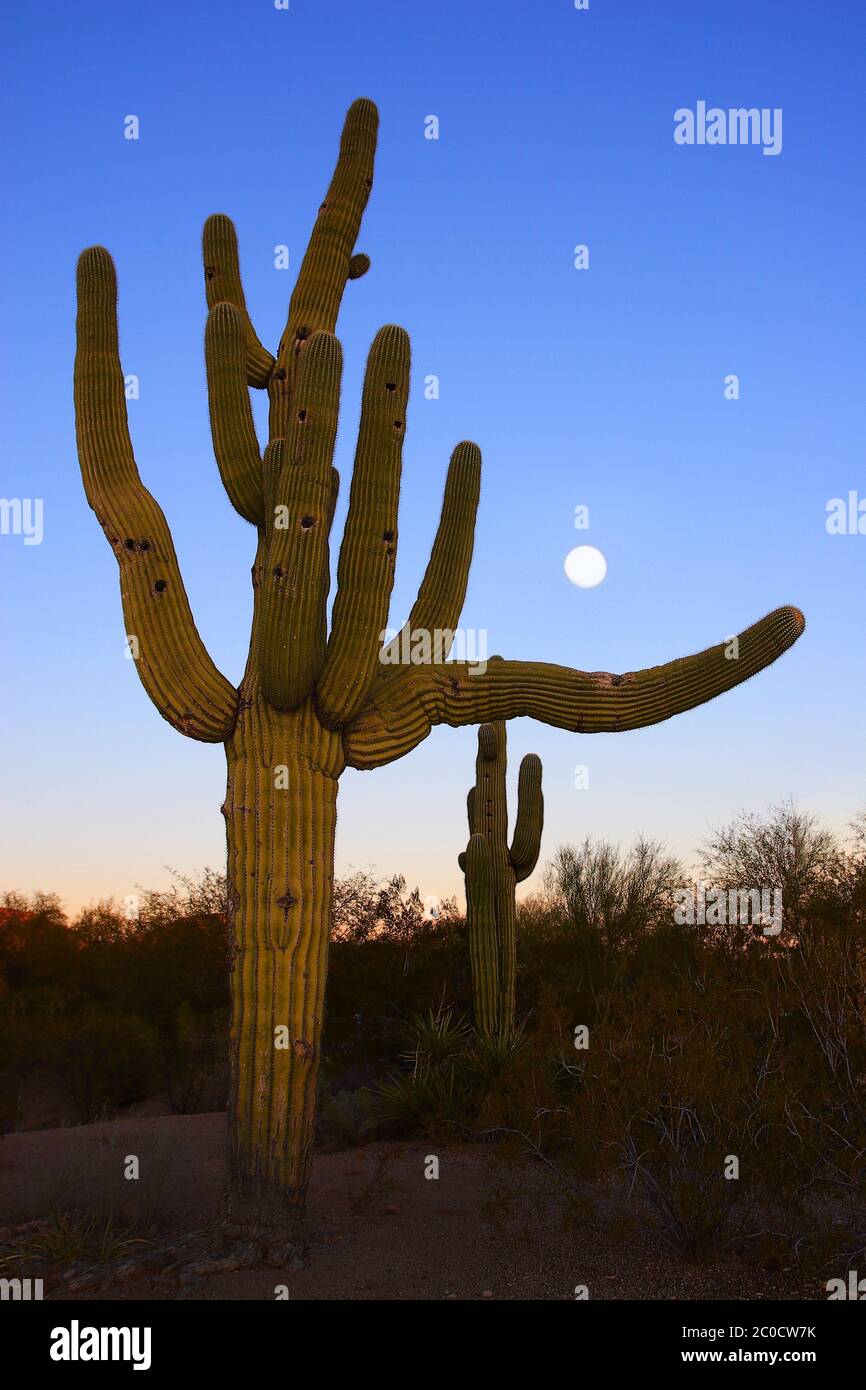 Verzweigter saguaro Kaktusbaum in der Wüste von Arizona bei Sonnenuntergang Stockfoto