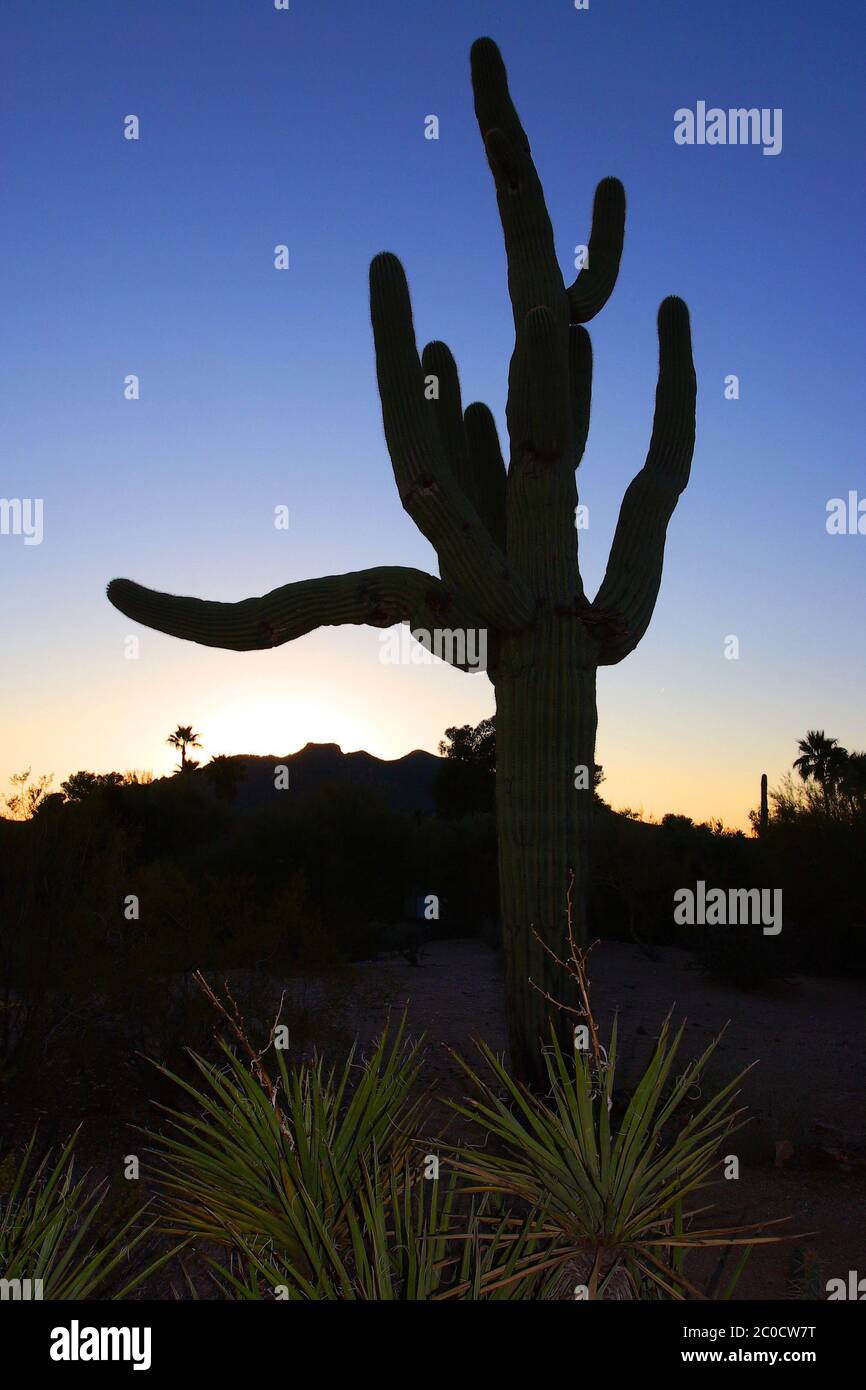 Verzweigter saguaro Kaktusbaum in der Wüste von Arizona bei Sonnenuntergang Stockfoto