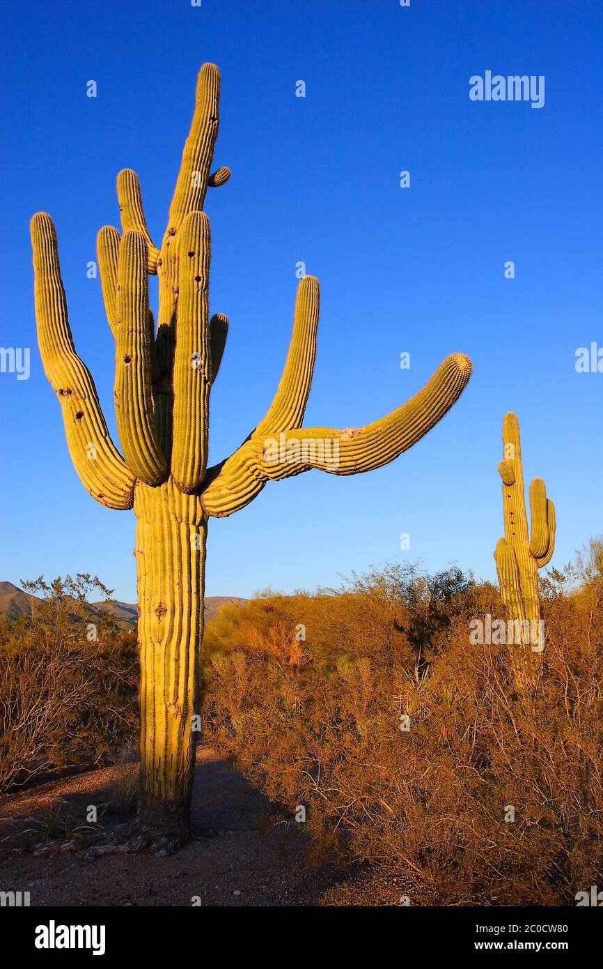 Verzweigter saguaro Kaktusbaum in der Wüste von Arizona bei Sonnenuntergang Stockfoto