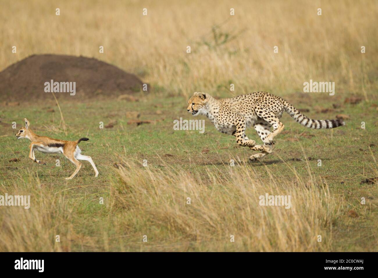 Horizontale Aufnahme einer Gepardenjagd, die nach einer kleinen Baby-Antilope mit einem Termitenhügel im Hintergrund in Masai Mara Kenia sprintet Stockfoto