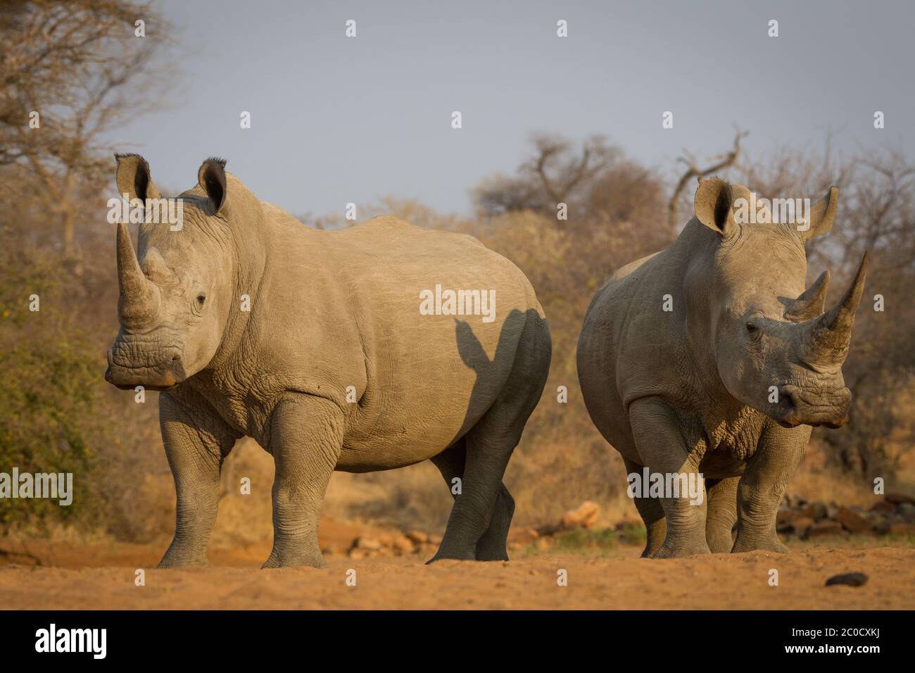 Zwei Erwachsene weiße Nashorn suchen wachsam nebeneinander in goldenem Nachmittagslicht im Kruger Park Südafrika Stockfoto