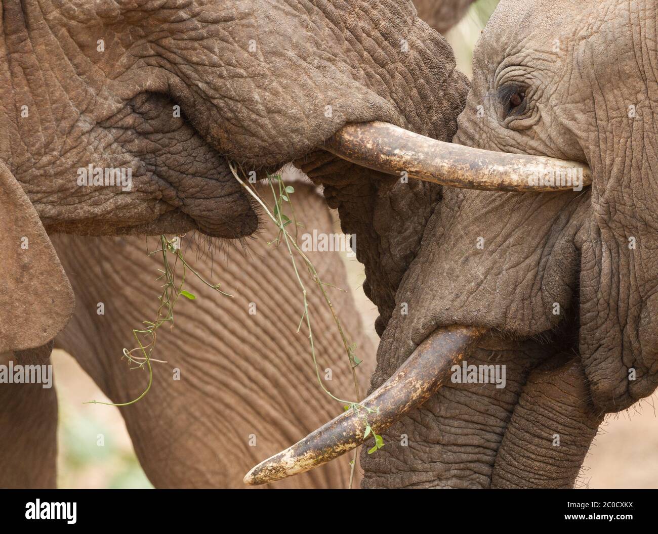 Nahaufnahme von Köpfen zweier junger Elefanten, die sich im Samburu Reserve Kenya begrüßen Stockfoto