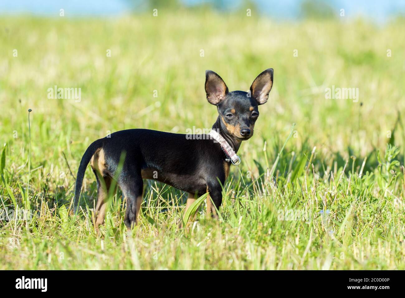 Kleiner schwarzer Hund auf einer Wiese Stockfoto