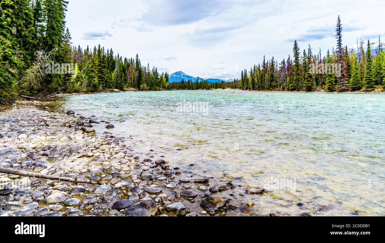 Der Athabasca River bei der Zusammenkunft der Flüsse mit dem Whirlpool River im Jasper National Park, Alberta, Kanada Stockfoto