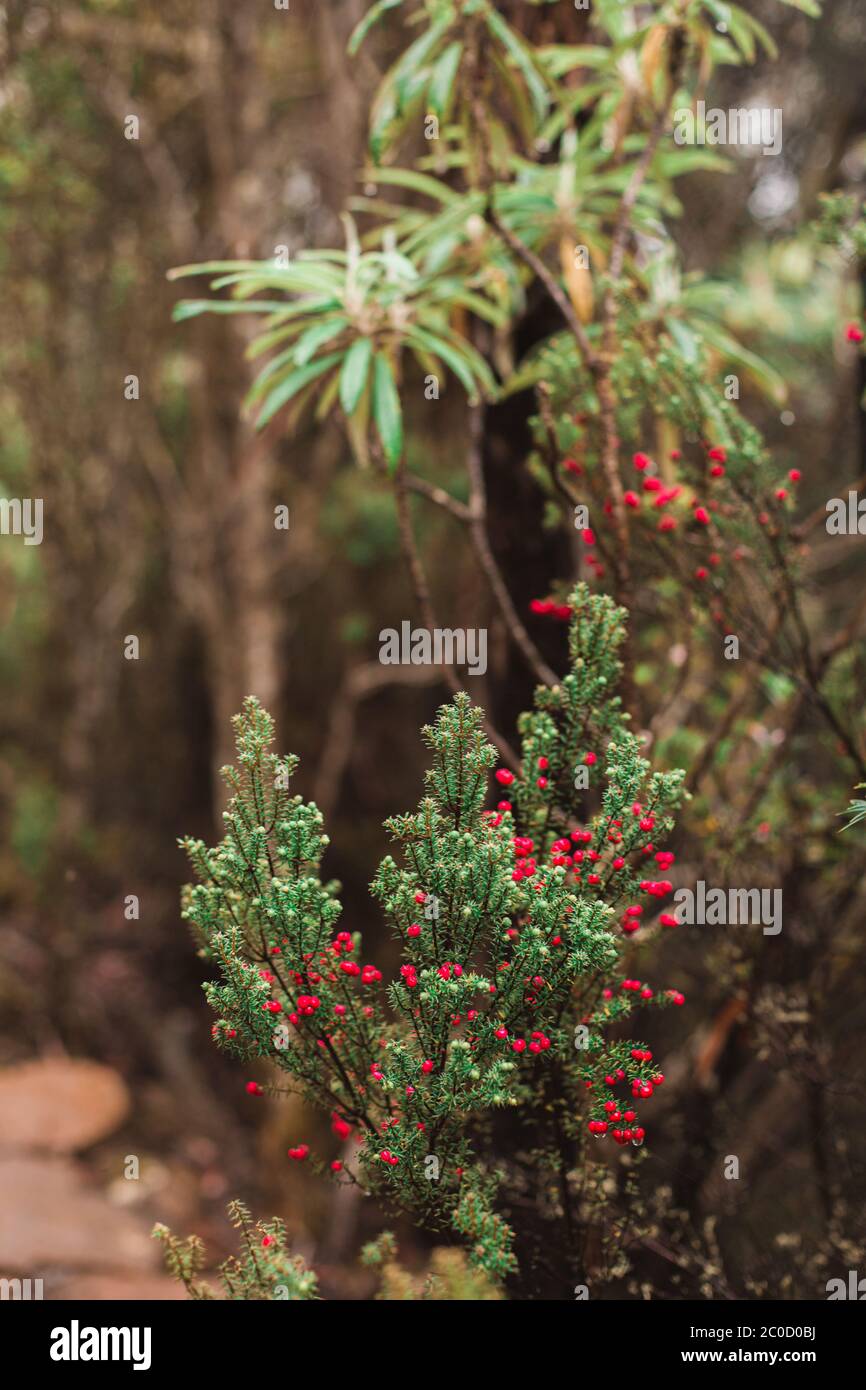 Native Tasmanische Pflanze, Baum, Blume, Blätter nach Regen, Kunanyi, Mount Wellington Stockfoto