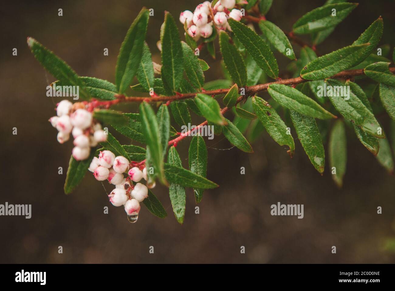 Native Tasmanische Pflanze, Baum, Blume, Blätter nach Regen, Kunanyi, Mount Wellington Stockfoto