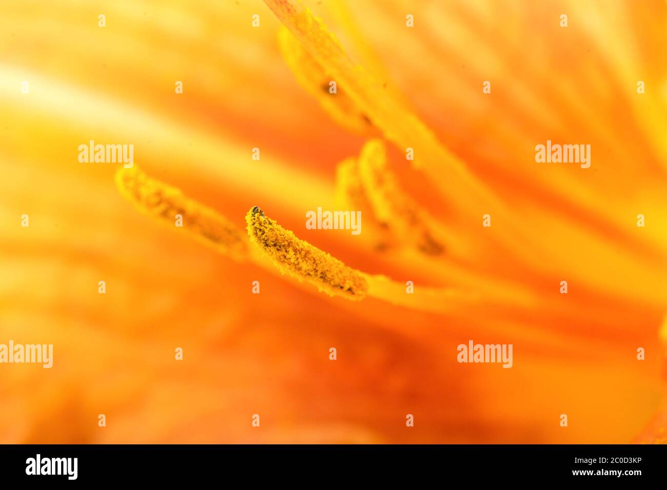 Orange Lilly farbenfrohen abstrakten Hintergrund mit detaillierten Stempel Stockfoto