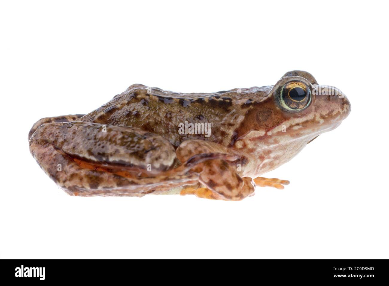 Brauner europäischer Frosch auf weißem Hintergrund Stockfoto