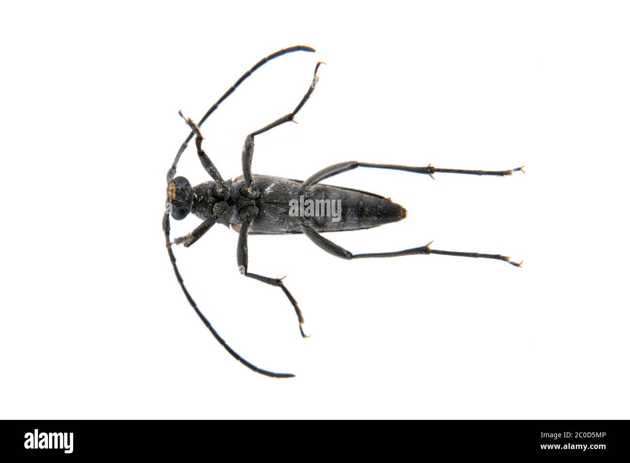 Schwarzer Käfer aus der Familie Cerambycidae auf weißem Hintergrund Stockfoto