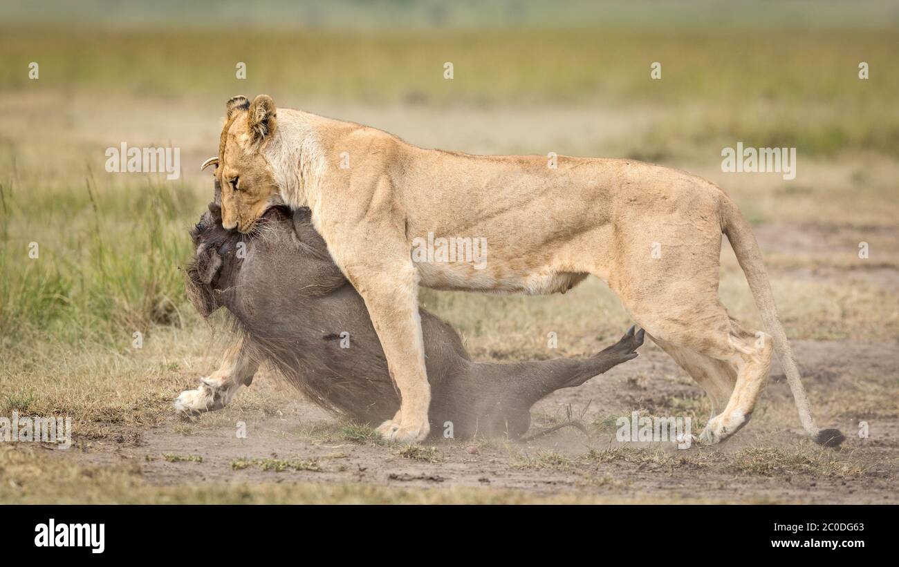 Löwenkill mit Löwin, die einen toten Warzenschwein in Masai Mara Kenia schleppt Stockfoto