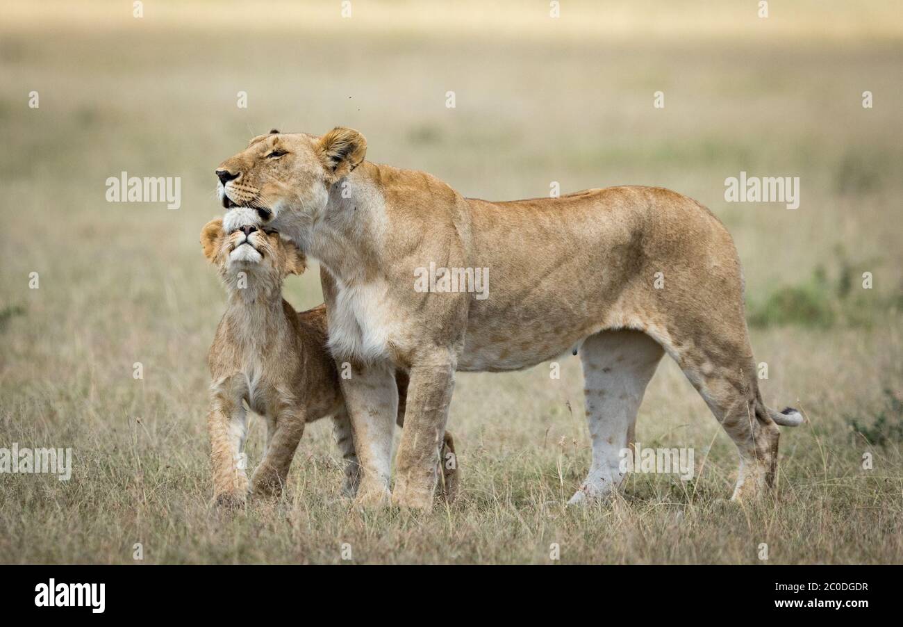 Baby Löwe zeigt Liebe und Zuneigung zu seiner Mutter in Masai Mara Kenia Stockfoto
