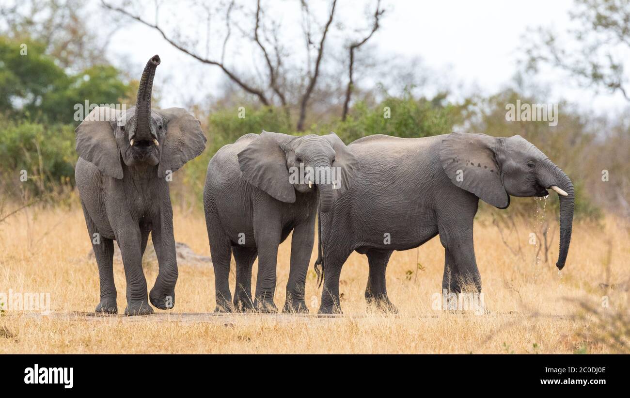 Drei Elefanten trinken im Winter an einem Wasserloch, einer schaut wach und riecht im Krüger Park Südafrika Stockfoto