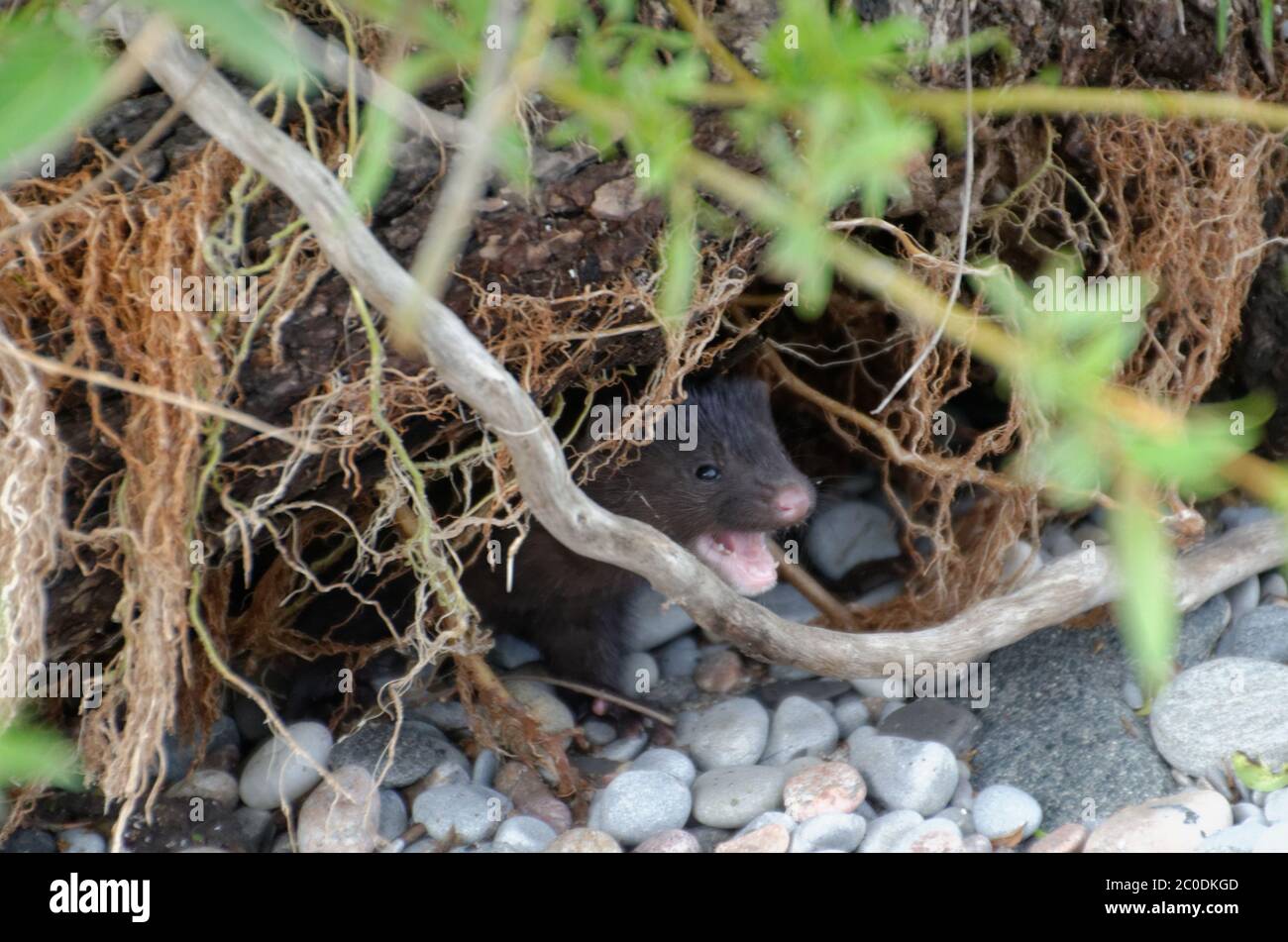 Juvenile American Mink (Neovison vison) versteckt sich zwischen Treibholz auf einem Strand nach Mutter rufen Stockfoto