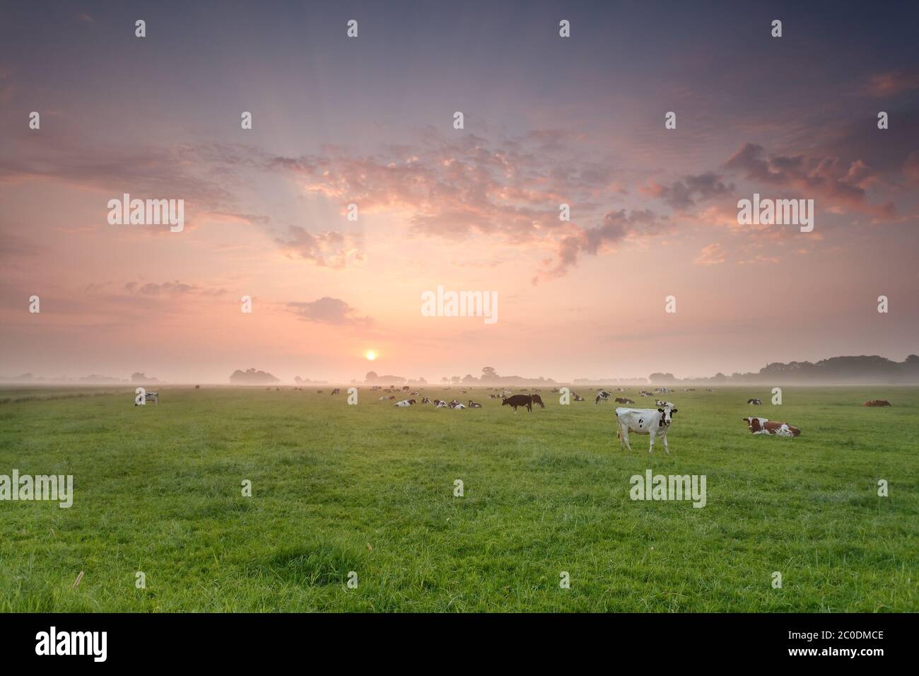 Rinderherde auf Weide bei Sonnenaufgang Stockfoto