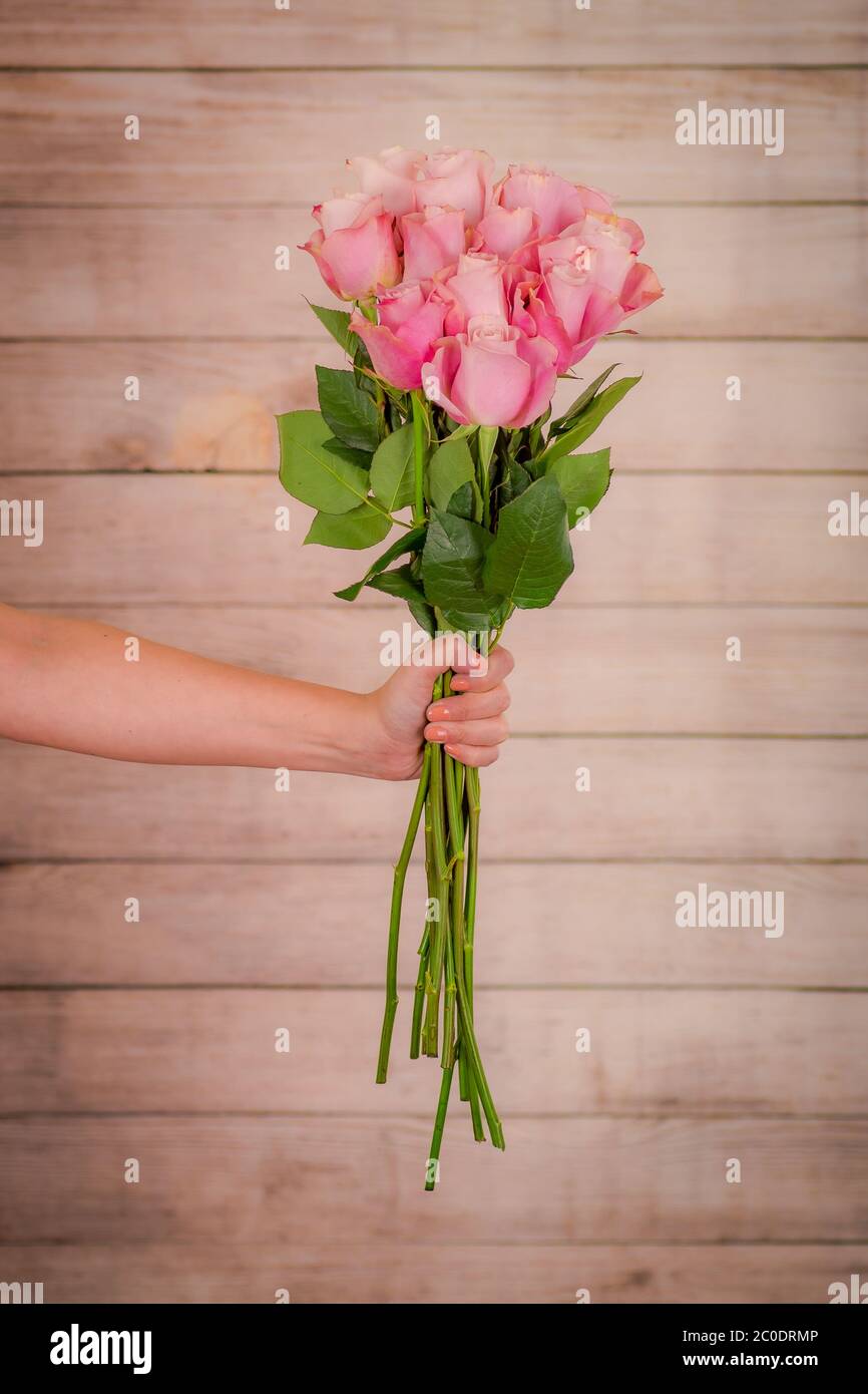 Frauen Hand hält einen Strauß Secret Garden Rosen Vielfalt, Studio erschossen, rosa Blumen Stockfoto