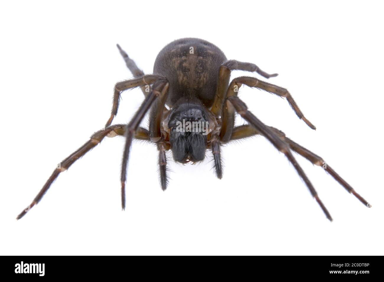 Dunkelbraune Spinne auf weißem Hintergrund Stockfoto