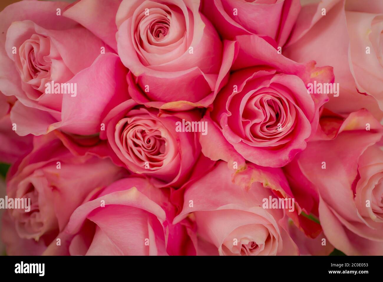 Frauen Hand hält einen Strauß Secret Garden Rosen Vielfalt, Studio erschossen, rosa Blumen Stockfoto