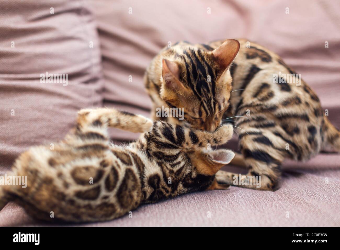 Zwei niedliche bengal Kätzchen spielen und kämpfen auf der Couch. Stockfoto