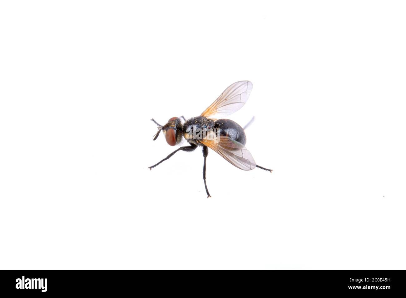 Schwarze Fliege isoliert auf weißem Hintergrund Stockfoto