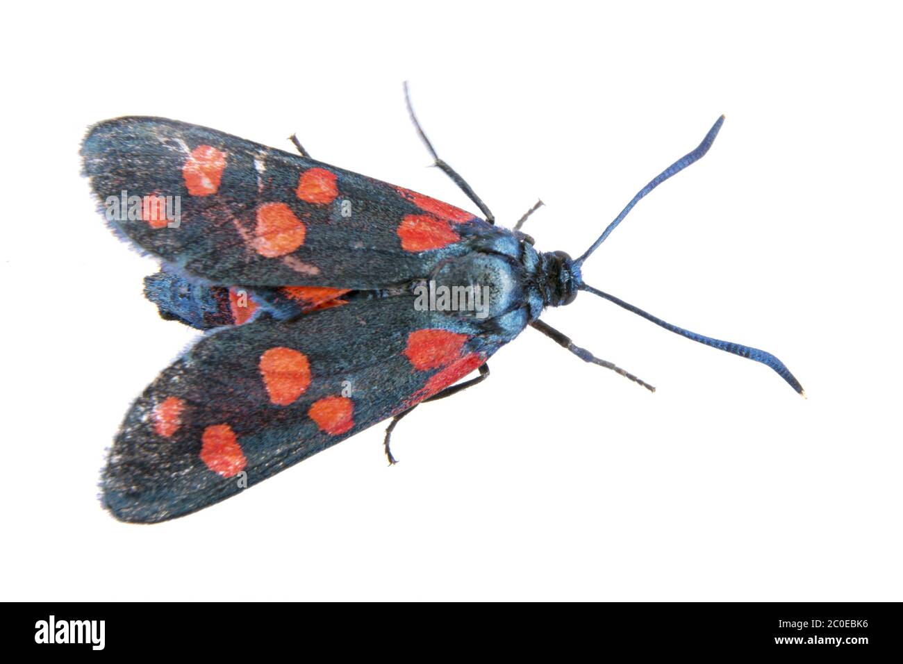 Schwarzer Schmetterling mit roten Punkten auf weißem Hintergrund Stockfoto