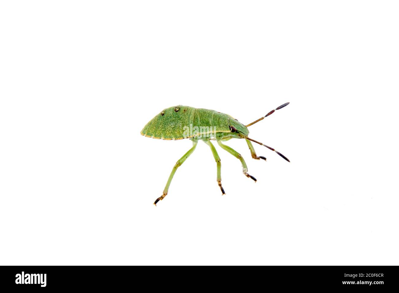 Grüne schild Bug auf weißem Hintergrund Stockfoto