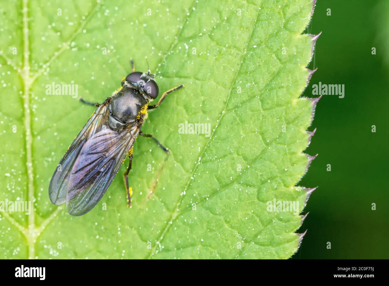 Schwarzes Insekt auf dem Blatt Stockfoto