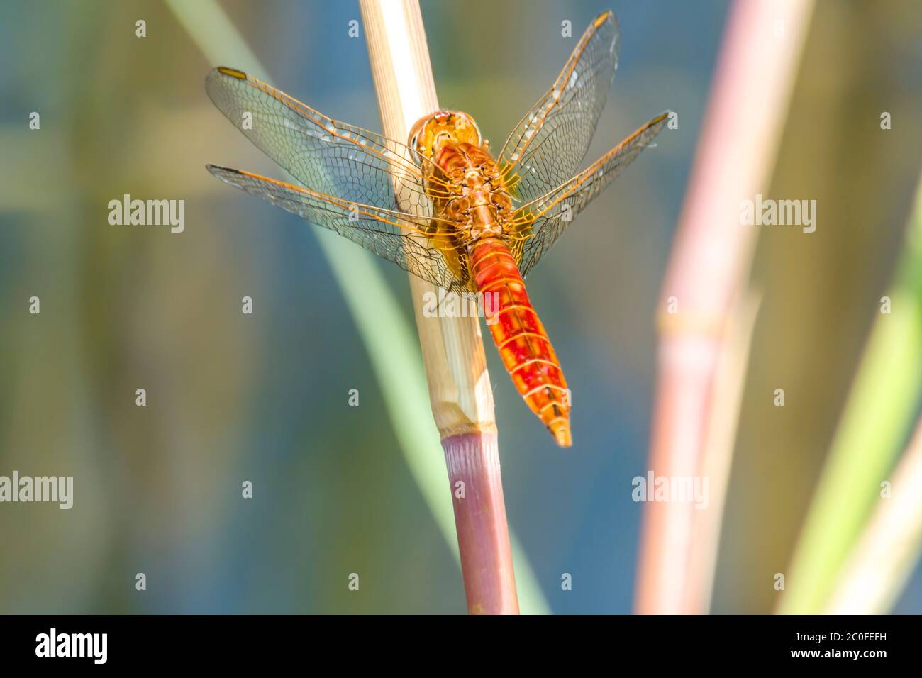 Große Libelle auf dem Schilfteich im Naturschutzgebiet Stockfoto