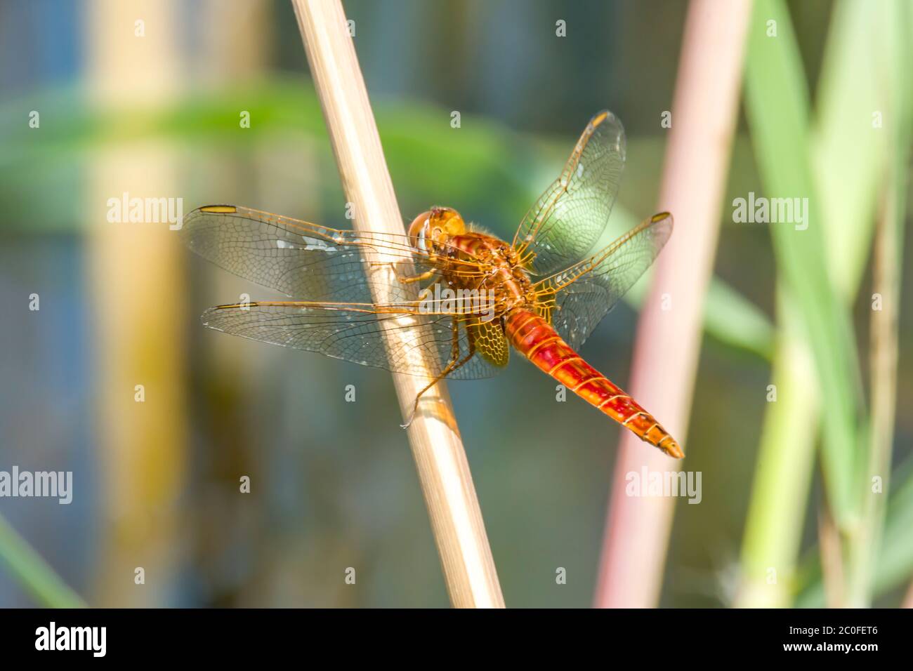 Große Libelle auf dem Schilfteich im Naturschutzgebiet Stockfoto