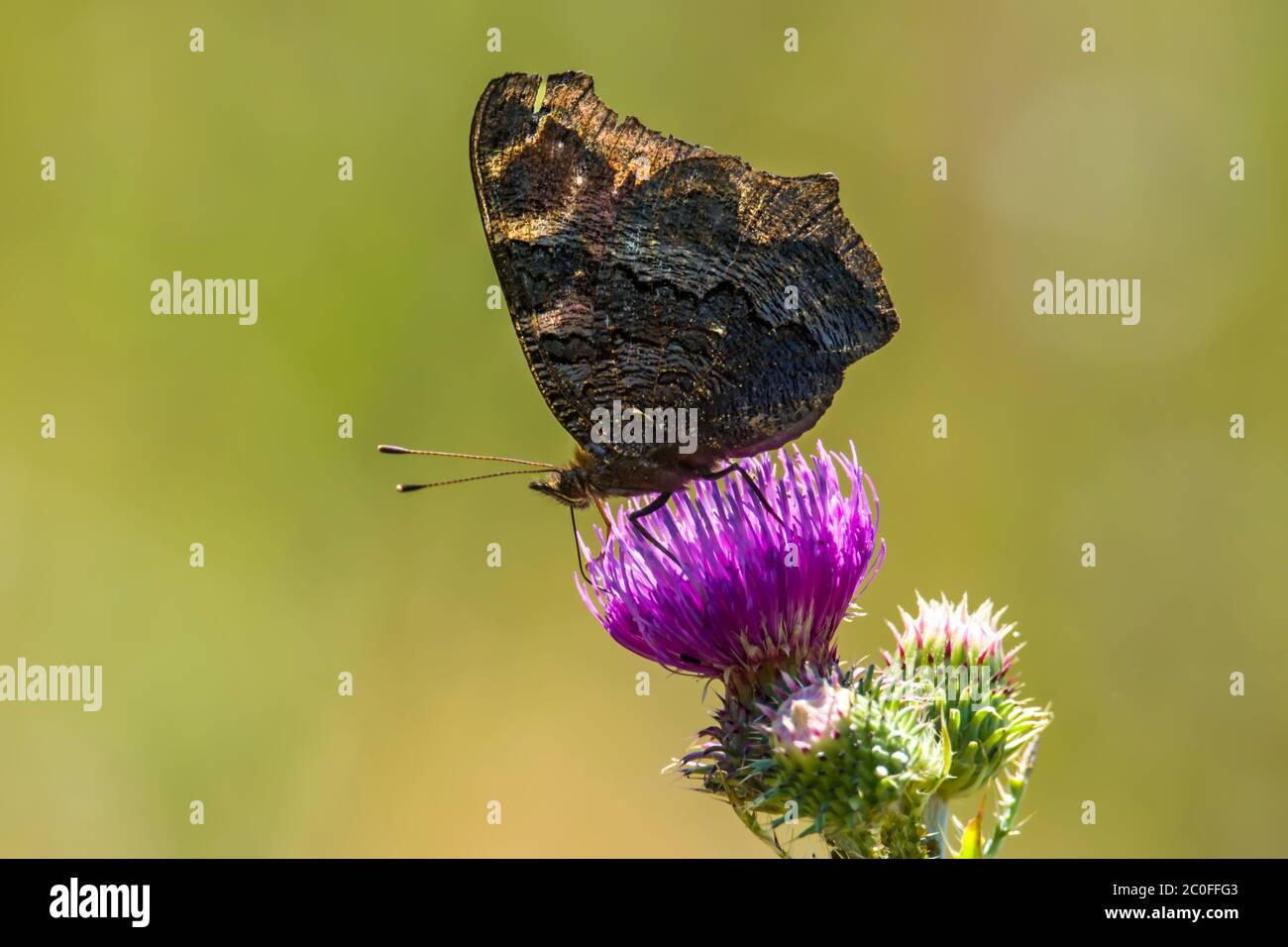 admiral Butterfly sammelt Nektar auf einer Distelblume im Naturschutzgebiet Stockfoto