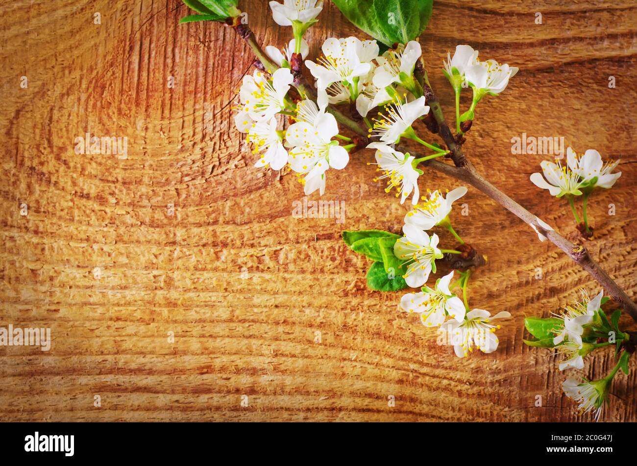 Blumen auf hölzernen Hintergrund Stockfoto