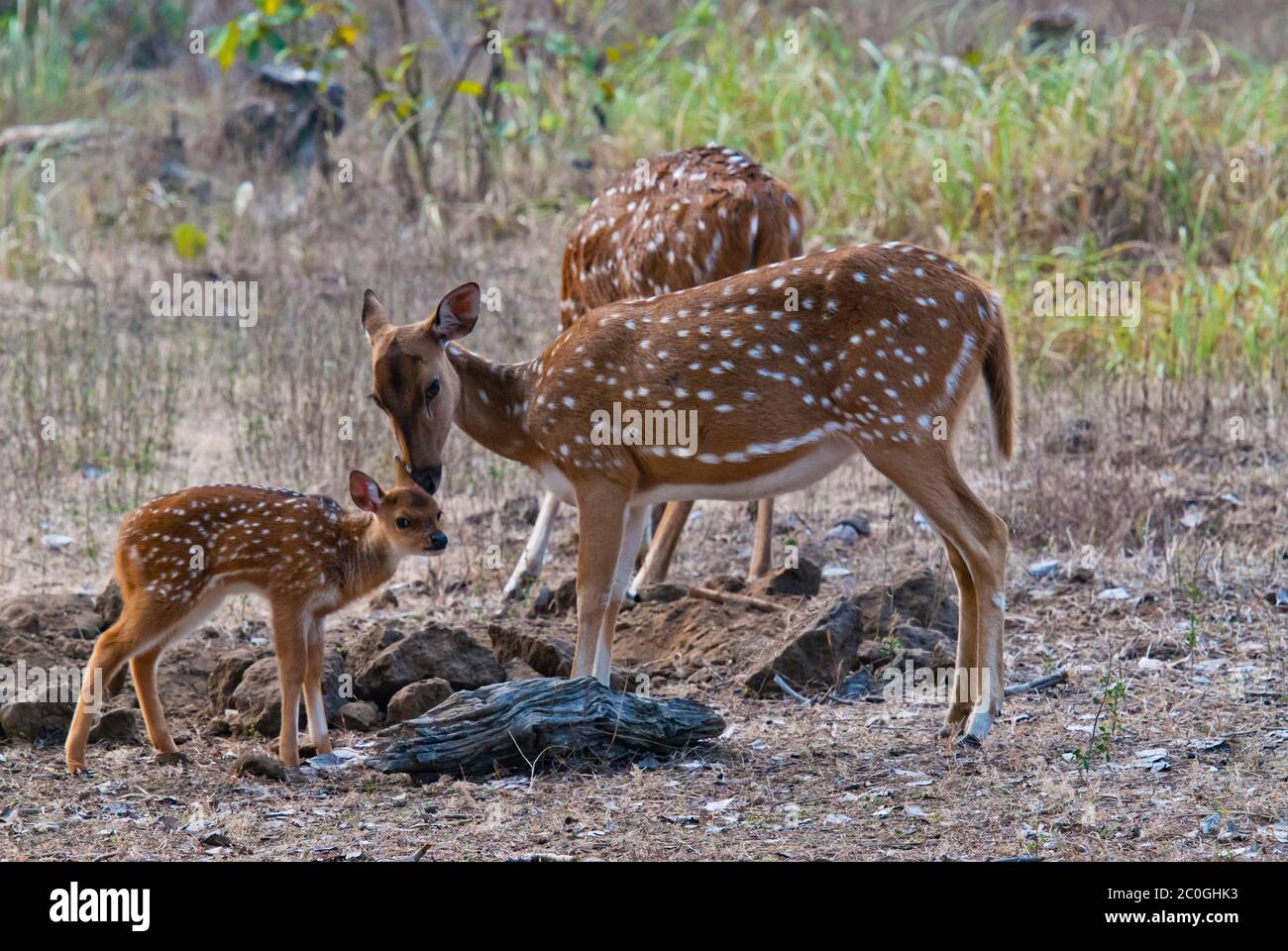 Achse (gefleckt) Hirsch Rehe und Rehkitz (Achse Achse Achse) im Bandhavgarh National Park Indien Stockfoto