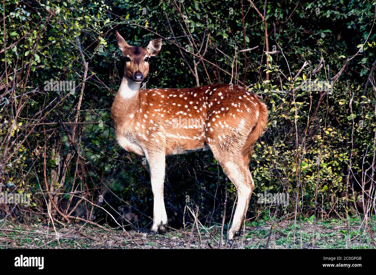 Axis (gefleckt) Hirsch Rehe (Achse Achse Achse) im Bandhavgarh National Park Indien Stockfoto