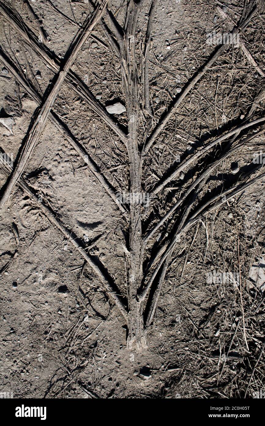 Trockene Pflanze gegen braune Erde. Grunge Erde Hintergrund. Braune Erde. Stockfoto