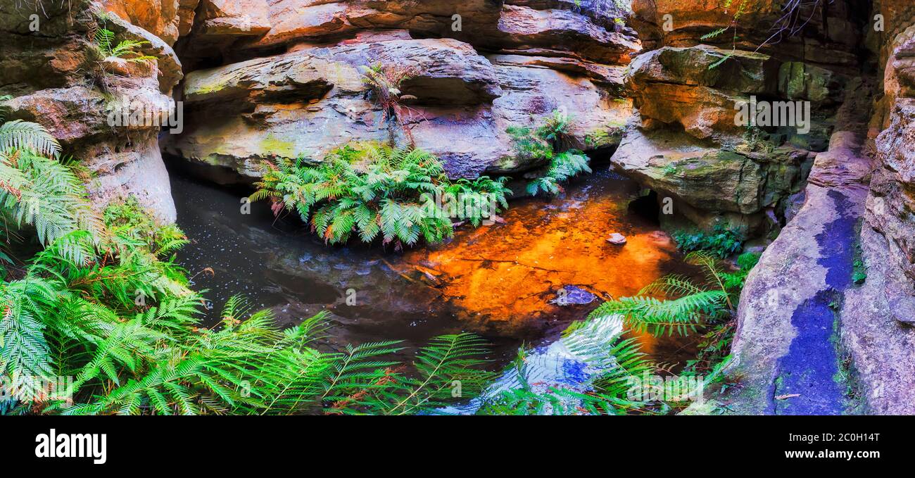 Tiefer Süßwasserbach im Grand Canyon des Blue Mountains Nationalparks - breites Panorama. Stockfoto