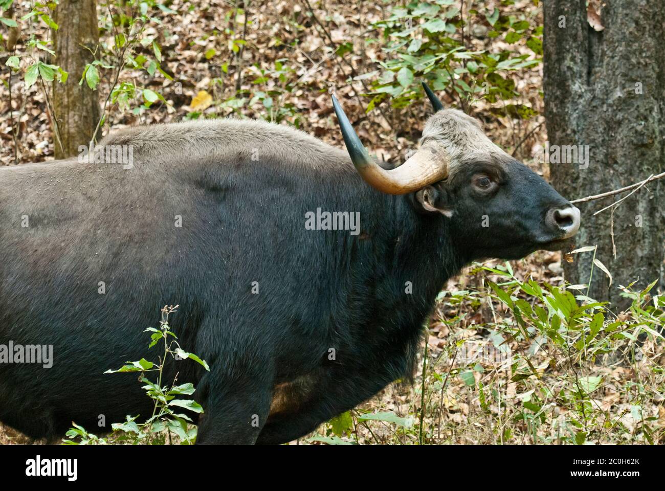 Indische Bisons (Gaur) im Kanha National Park Indien Stockfoto
