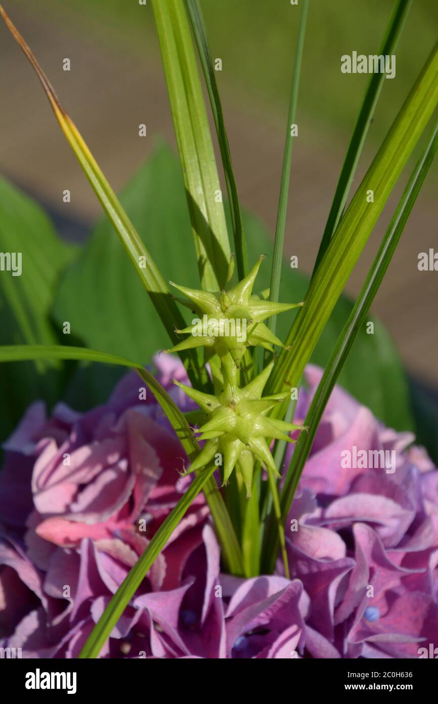 Graue Segge als Dekoration in einem Bouquet Stockfoto