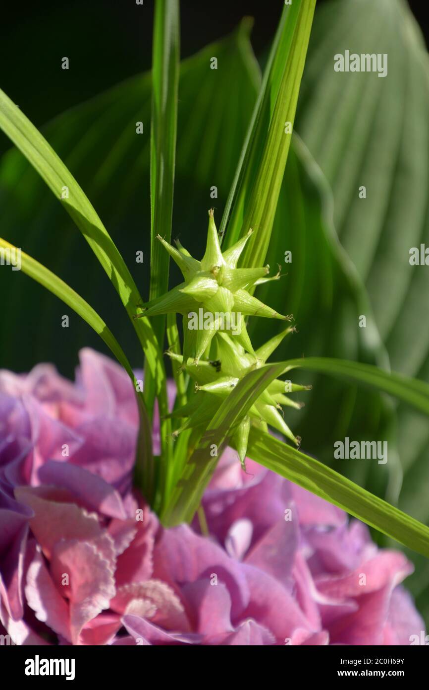 carex greyi Nahaufnahme in einem Sommerblumenstrauß Stockfoto