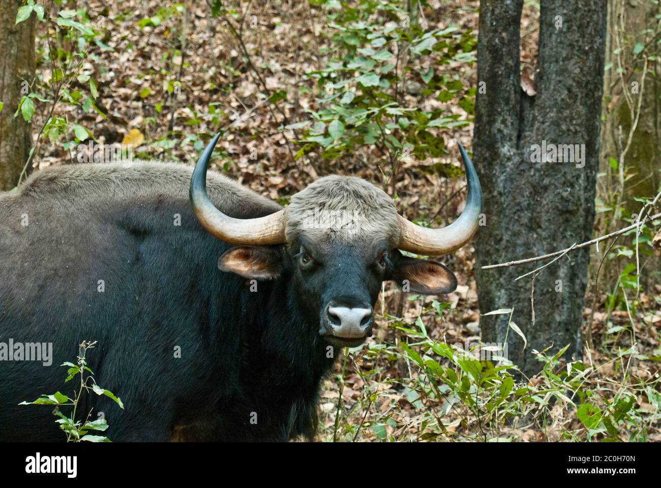 Indische Bisons (Gaur) im Kanha National Park Indien Stockfoto