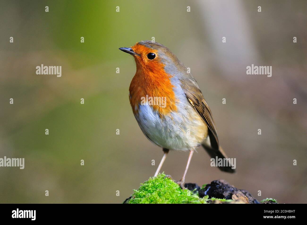 Erwachsene Rotkehlchen im Winter Stockfoto