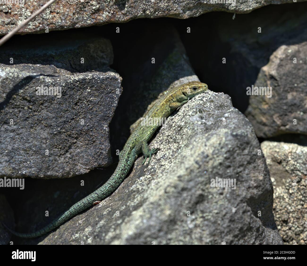 Gemeine Eidechse, lebhaft Eidechse auf einer trockenen Steinwand Stockfoto