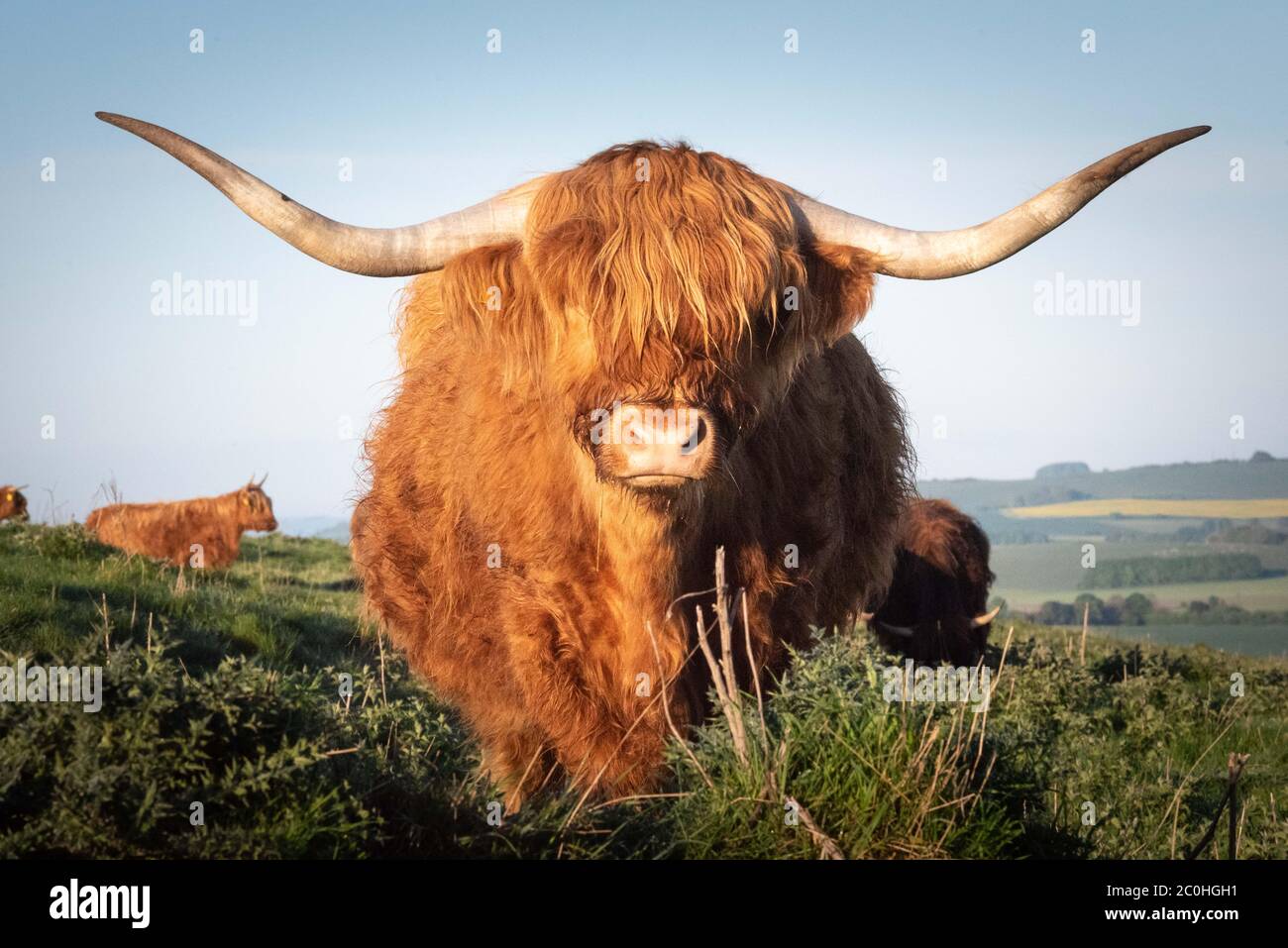 Hackpen Hill, Wiltshire, Großbritannien. Mai 2020. Highland Rinder grasen in der frühen Morgensonne auf Hackpen Hill, am Rande der Marlborough Downs, Wilts Stockfoto