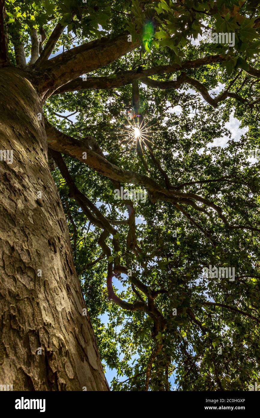Paris, Frankreich - 11. Juni 2020: Platane in Jardin des plantes in Paris. Dieser Baum wurde wegen seines Alters (235 Jahre) als bemerkenswerter Baum bezeichnet. Stockfoto