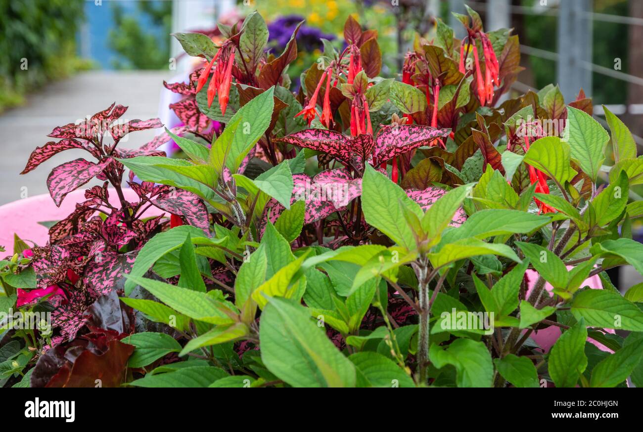 Blumenschmuck mit verschiedenen Sorten von Sommerblumen Stockfoto
