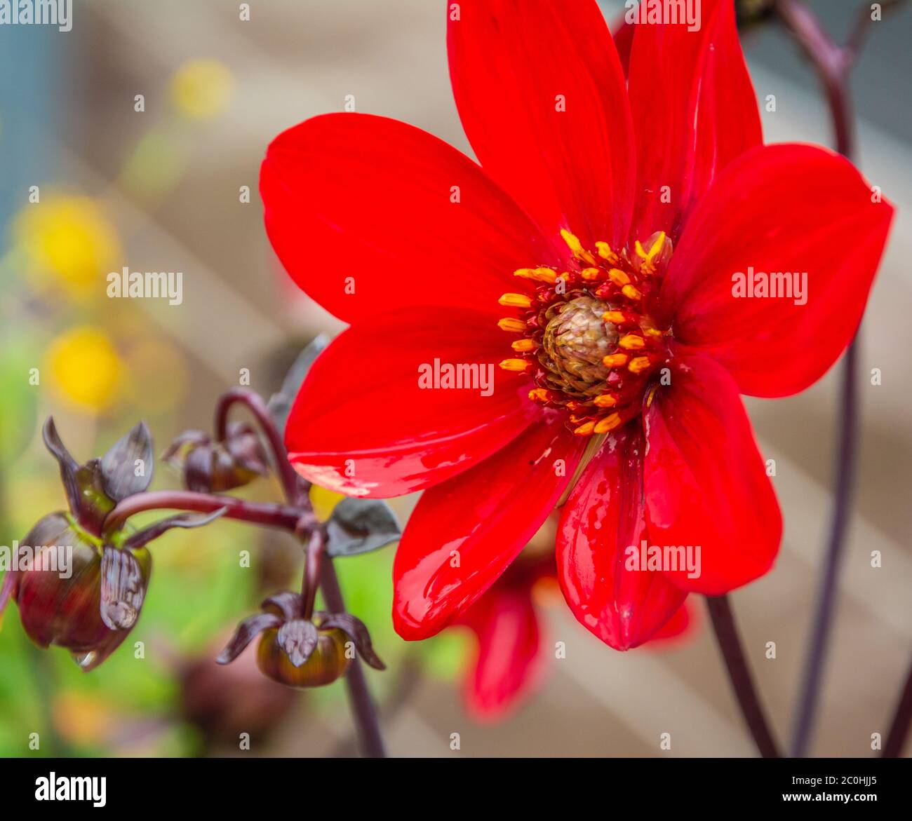 Einzelne Blume der roten Dahlia Bischof von Auckland (Dahlia Pooh) Blume an einem sonnigen Tag. Stockfoto